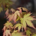 vez.klon-palmowy-orange-dream.jpg