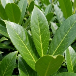 Laurowiśnia Caucasica (Prunus Laurocerasus Caucasica)