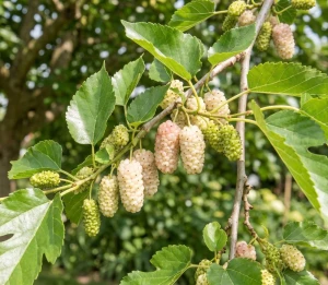 Morwa Biała (Morus Alba)