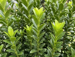 Trzmielina Japońska Green Spire (Euonymus Japonica Green Spire)